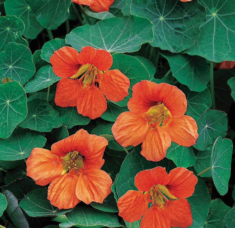 Mischung Tropaeolum Majus Blumensamen zur Aussaat – leuchtend – Traditionssorte & ohne Gentechnik Samen Hausgarten