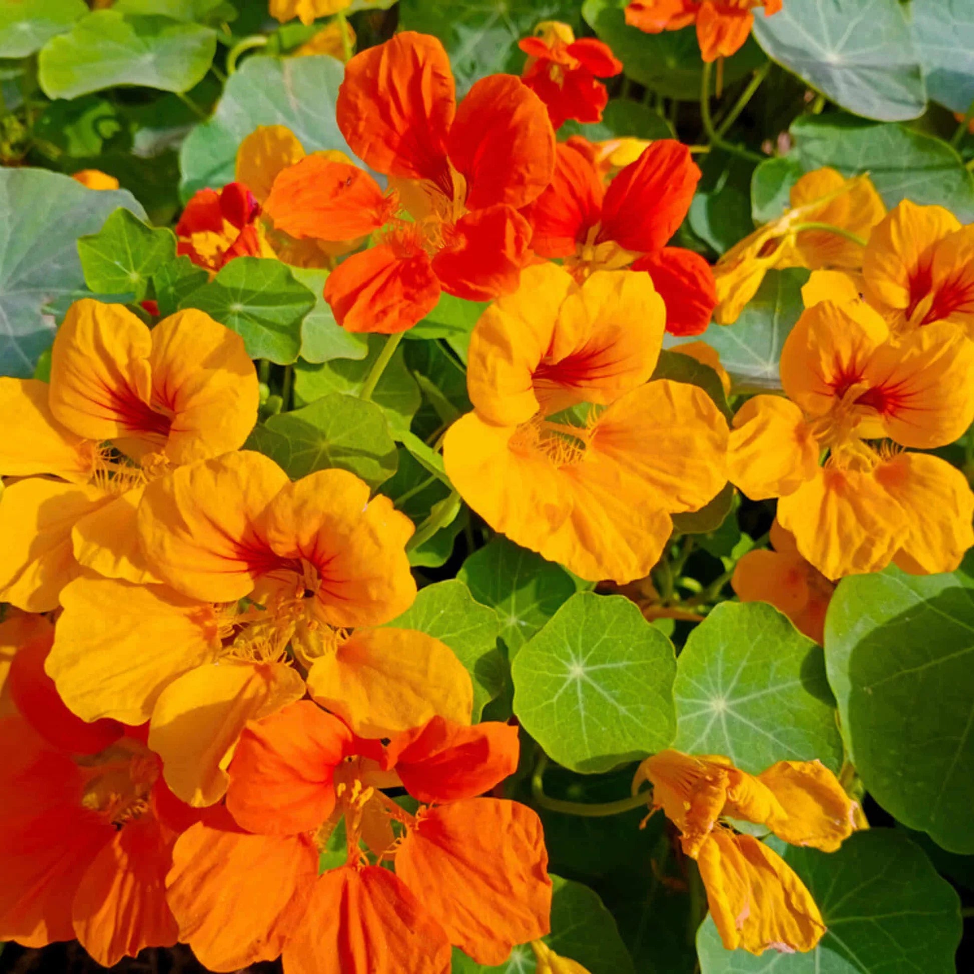Grün Kapuzinerkresse Blumensamen zur Aussaat – Halbschatten verträglich – Traditionssorte & ohne Gentechnik Samen Hausgarten