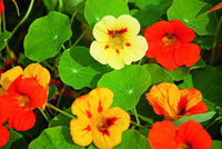 Kapuzinerkresse Blumensamen zur Aussaat lang Blüte Saison Traditionssorte & ohne Gentechnik Samen Hausgarten