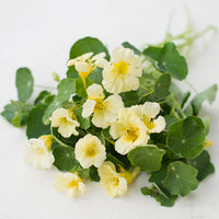 Creme Kapuzinerkresse Blumensamen Garten Schnitt Blume beliebt Traditionssorte & ohne Gentechnik Samen Hausgarten
