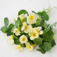 Light gelb nasturtium samen for easy anpflanzung – beautiful blooms blume