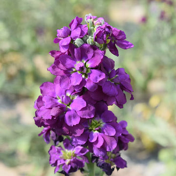 Lila Hoary Stock Blumensamen zur Aussaat – kompakt Wuchs – Traditionssorte & ohne Gentechnik Samen Hausgarten