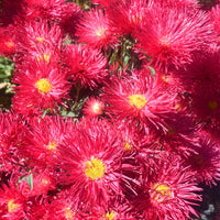 Aster Blumensamen zur Aussaat – Anzucht Traditionssorte & ohne Gentechnik Samen Hausgarten
