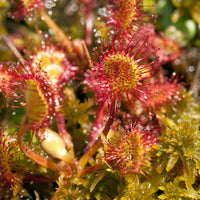 Sundew Blumensamen zur Aussaat – hochwertige Qualitäts- – Traditionssorte & ohne Gentechnik Samen Hausgarten