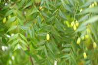 Neem Samen Azadirachta indica