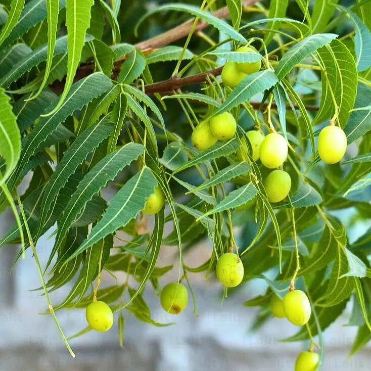 Neem Samen Azadirachta indica