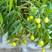 Neem Samen Azadirachta indica