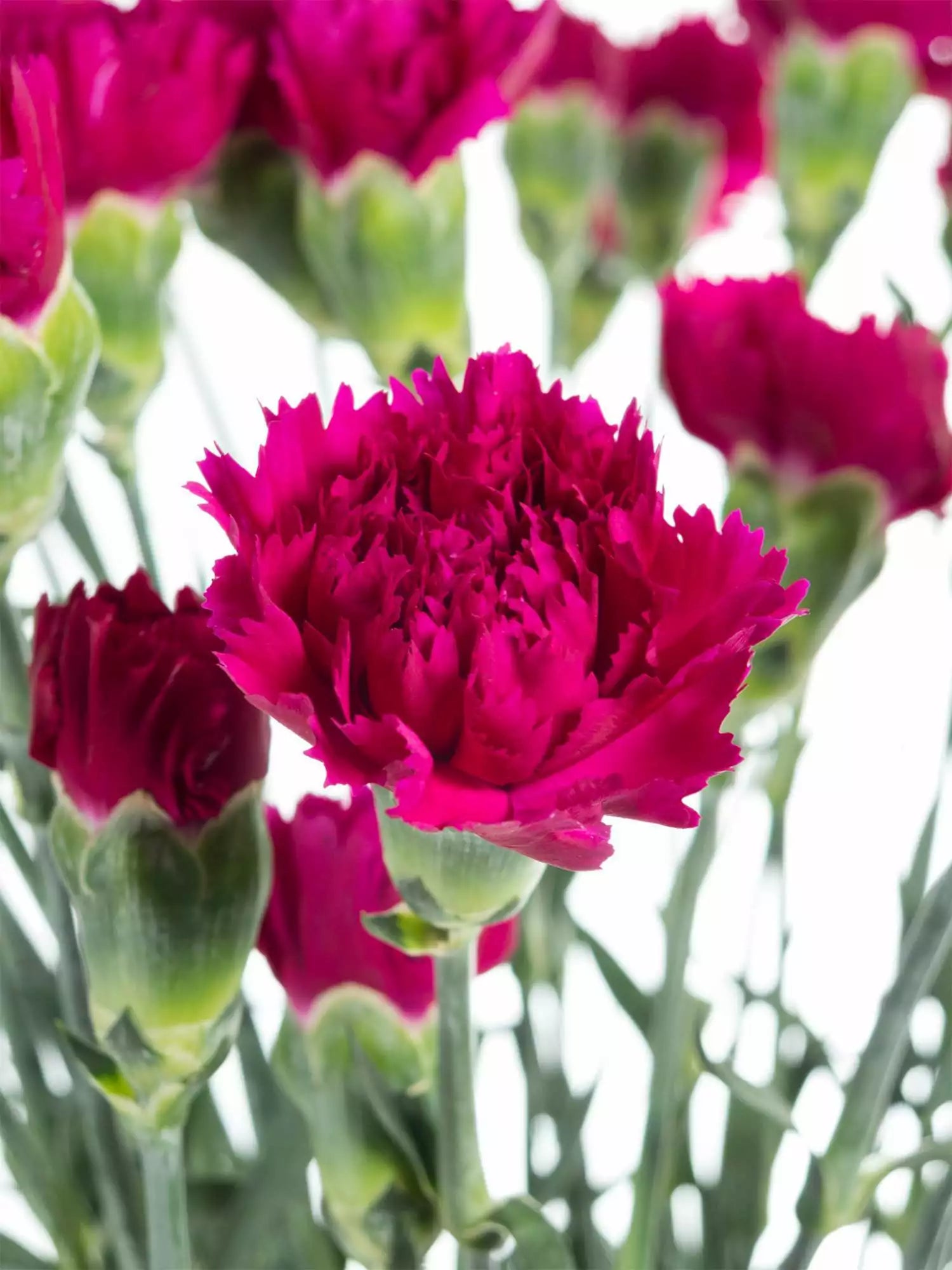 tief Rosa Nelke Blumensamen zur Aussaat Schnitt Blume beliebt Traditionssorte & ohne Gentechnik Samen Hausgarten