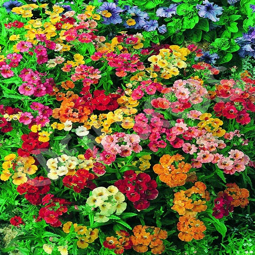 Gemischt Nemesia Blumensamen zur Aussaat Garten beliebt Traditionssorte & ohne Gentechnik Samen Hausgarten
