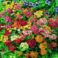 Gemischt Nemesia Blumensamen zur Aussaat Garten beliebt Traditionssorte & ohne Gentechnik Samen Hausgarten