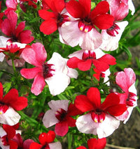 Nemesia Strumosa Blumensamen zur Aussaat Halbschatten verträglich Traditionssorte & ohne Gentechnik Samen Hausgarten
