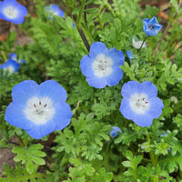 Nemophila Blumensamen