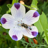 Weiß Blau Maculata Blumensamen zur Aussaat ideal Creating Garten Blüten und Attracting Pollinators