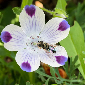 Weiß Blau Maculata Blumensamen zur Aussaat ideal Creating Garten Blüten und Attracting Pollinators