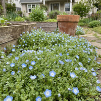 Nemophila Blumensamen