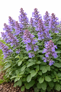 Nepeta Mussinii Blumensamen zur Aussaat robust Sorte Traditionssorte & ohne Gentechnik Samen Hausgarten