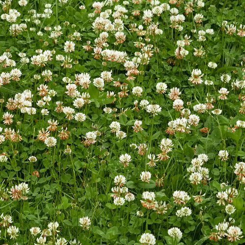 New Zealand Clover Samen Blumensamen zur Aussaat – saisonal Dauerblüher – Traditionssorte & ohne Gentechnik Samen Hausgarten