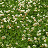 New Zealand Clover Samen Blumensamen zur Aussaat – saisonal Dauerblüher – Traditionssorte & ohne Gentechnik Samen Hausgarten