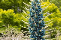 Blau Sapphire Tower Blumensamen zur Aussaat Garten beliebt Traditionssorte & ohne Gentechnik Samen Hausgarten