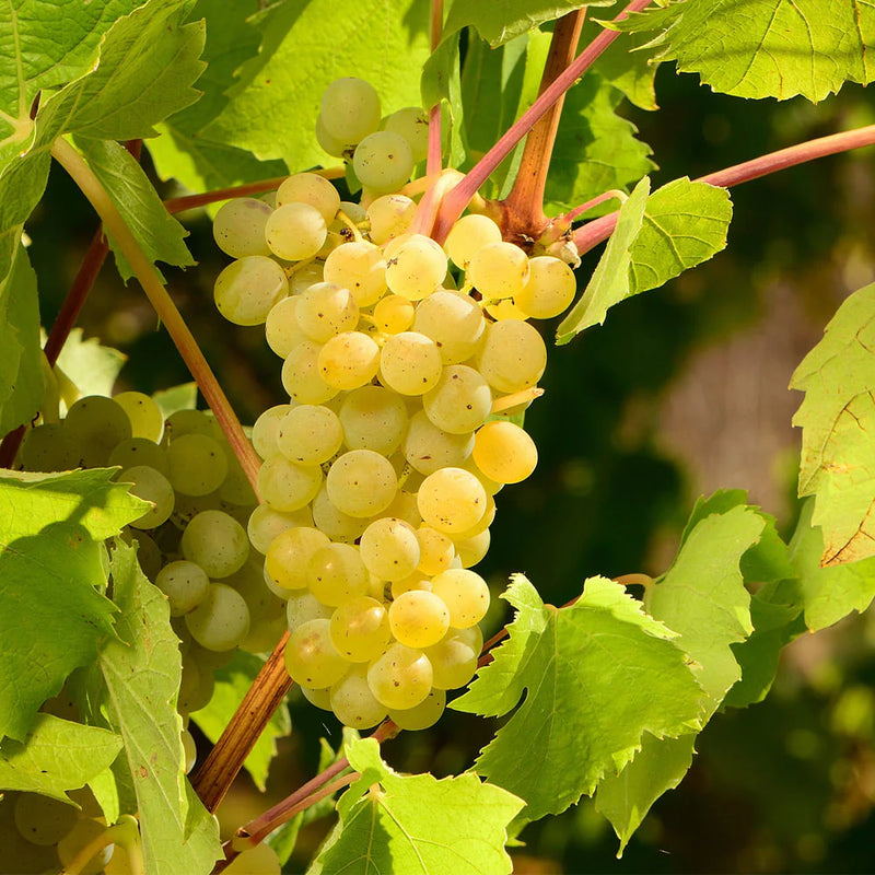 Graines de grappes de raisins blancs Niagara mûrs pour une plantation facile