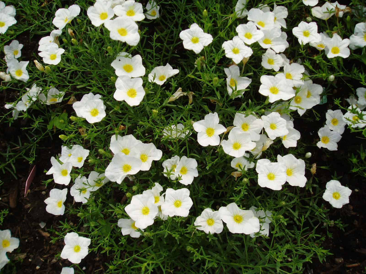 Nierembergia (nierembergia blume) samen for anpflanzung in home garten