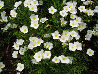 Nierembergia (nierembergia blume) samen for anpflanzung in home garten