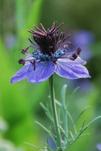 Nigella Hispanica Blumensamen zur Aussaat Anzucht Traditionssorte & ohne Gentechnik Samen Hausgarten