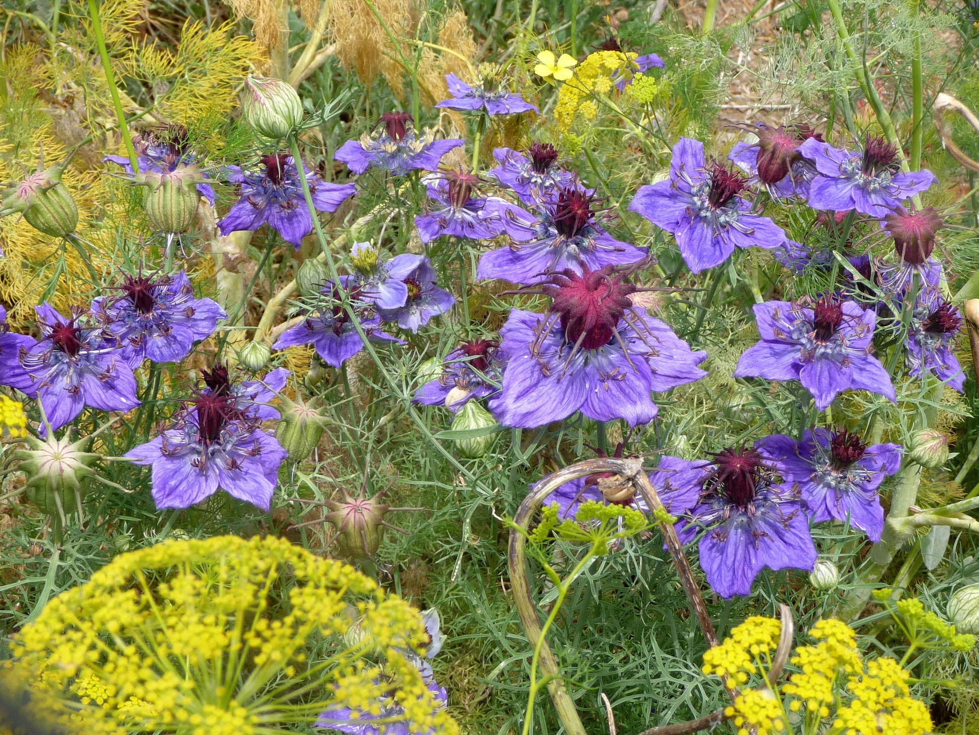 Nigella Hispanica Blumensamen zur Aussaat Anzucht Traditionssorte & ohne Gentechnik Samen Hausgarten