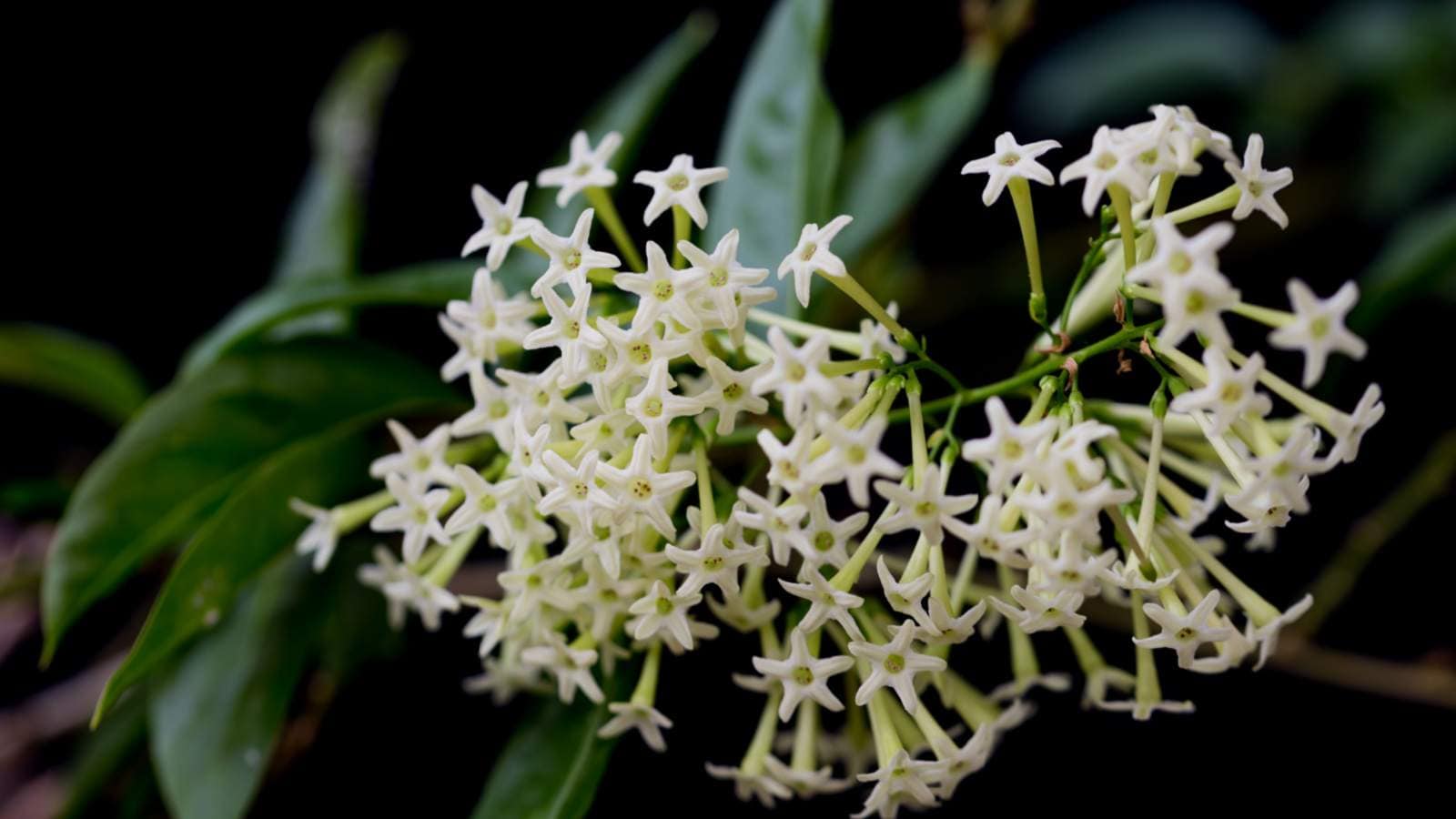 Queen the Night or Cestrum nocturnum Blumensamen zur Aussaat – Anzucht – Traditionssorte & ohne Gentechnik Samen Hausgarten