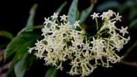Queen the Night or Cestrum nocturnum Blumensamen zur Aussaat – Anzucht – Traditionssorte & ohne Gentechnik Samen Hausgarten