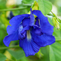 Fresh Clitoria Blumensamen zur Aussaat – robust Sorte – Traditionssorte & ohne Gentechnik Samen Hausgarten