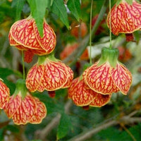 Non-gmo abutilon hybridum pflanzen
