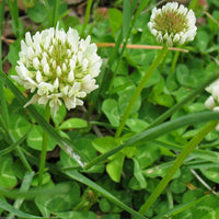 Non-gmo clover samen for lawns