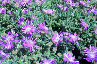 Non-gmo delosperma succulent samen