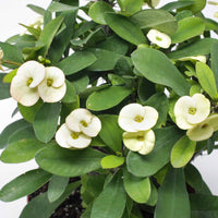 Non-gmo euphorbia milii samen for garten
