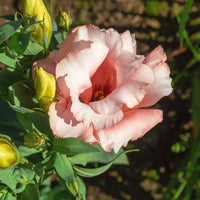 Rosa and weiß eustoma pflanzen