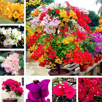 Non-gmo mixed bougainvillea samen