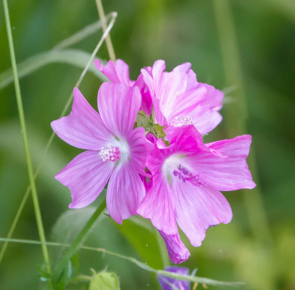 Non-gmo rosa musk mallow samen
