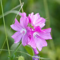 Non-gmo rosa musk mallow samen
