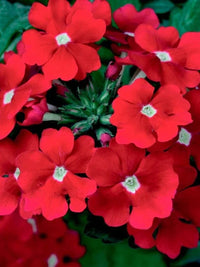 Non-gmo rot verbena samen for gardening