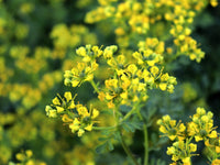 Non-gmo ruta samen for gardening