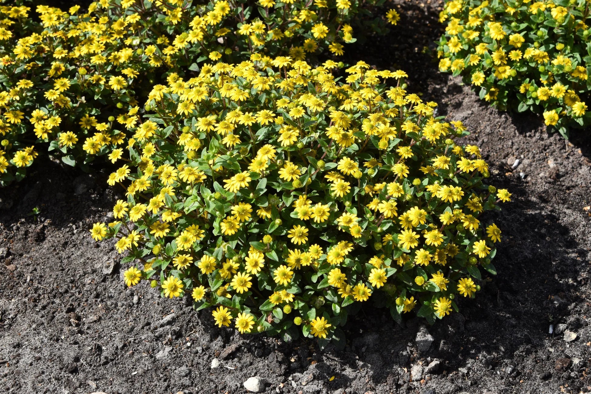 Non-gmo sanvitalia samen for gardening