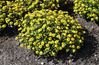 Non-gmo sanvitalia samen for gardening