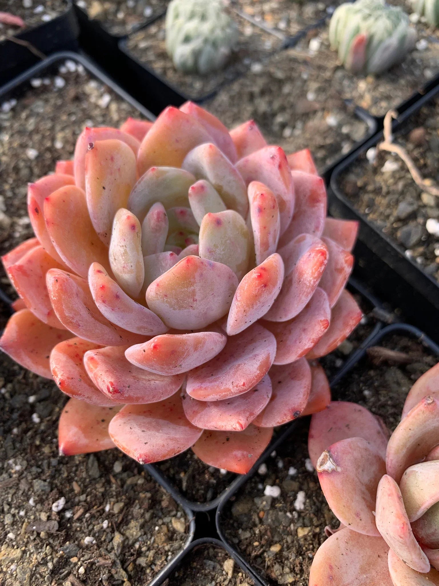Non-gmo echeveria succulent samen for indoor and outdoor