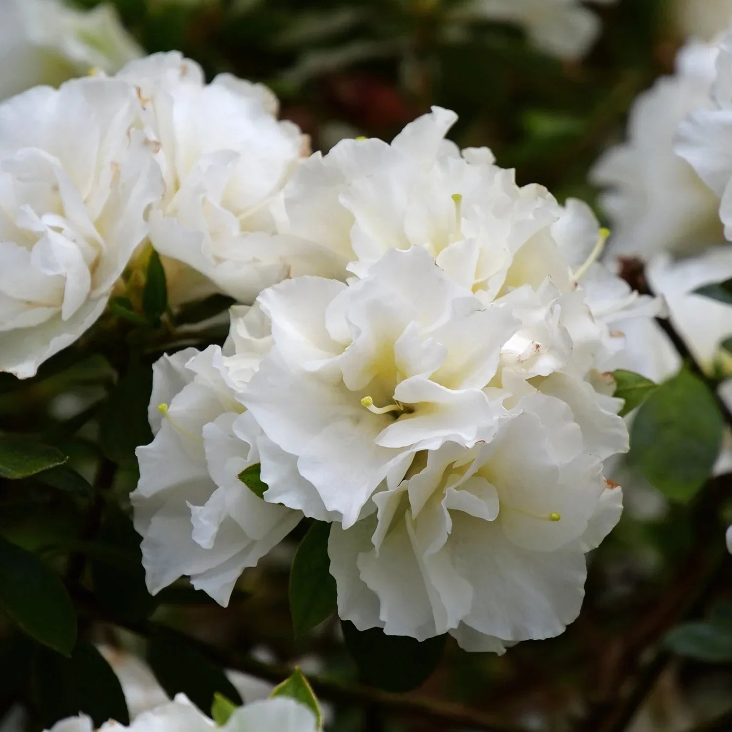 Non-gmo weiß azalea samen