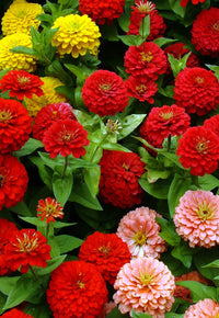 Non-gmo zinnia rot blume samen