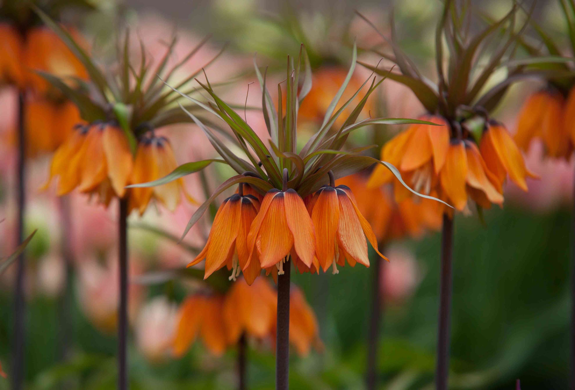 Non-gmo fritillaria imperialis samen