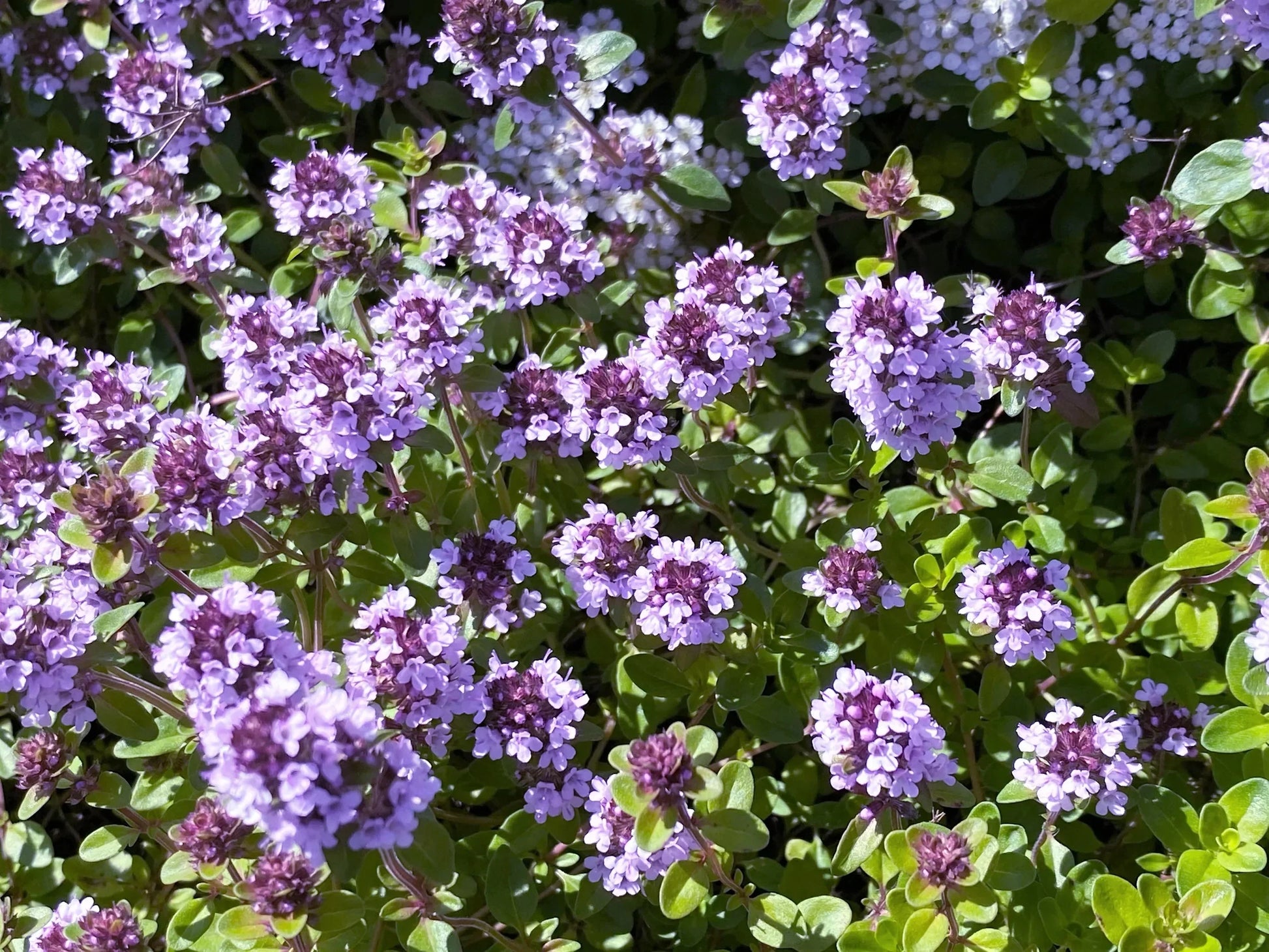 Non-gmo violet serpyllum samen for garten