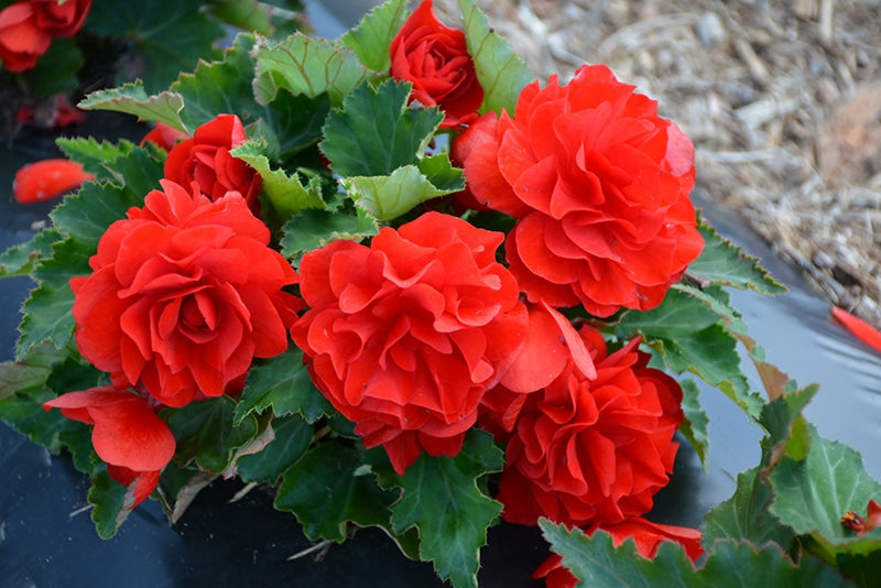 Rot Begonie Blumensamen zur Aussaat kompakt Wuchs Traditionssorte & ohne Gentechnik Samen Hausgarten