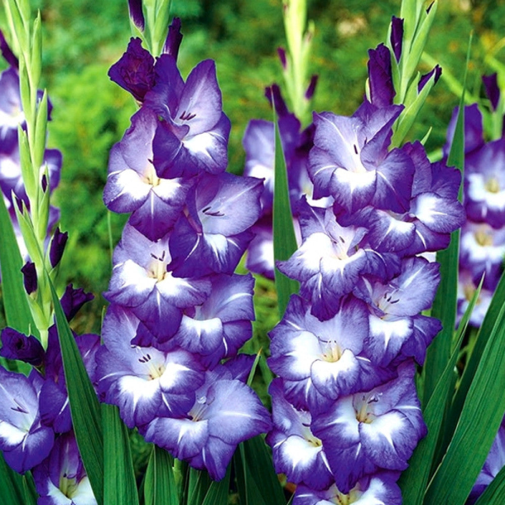 Blau Gladiole Blumensamen zur Aussaat kompakt Wuchs Traditionssorte & ohne Gentechnik Samen Hausgarten